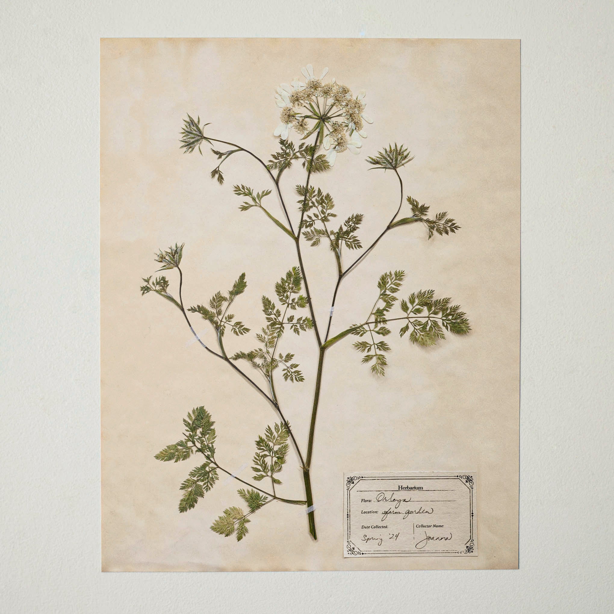 Jo's Hand Pressed Herbarium Prints - Orlaya '24