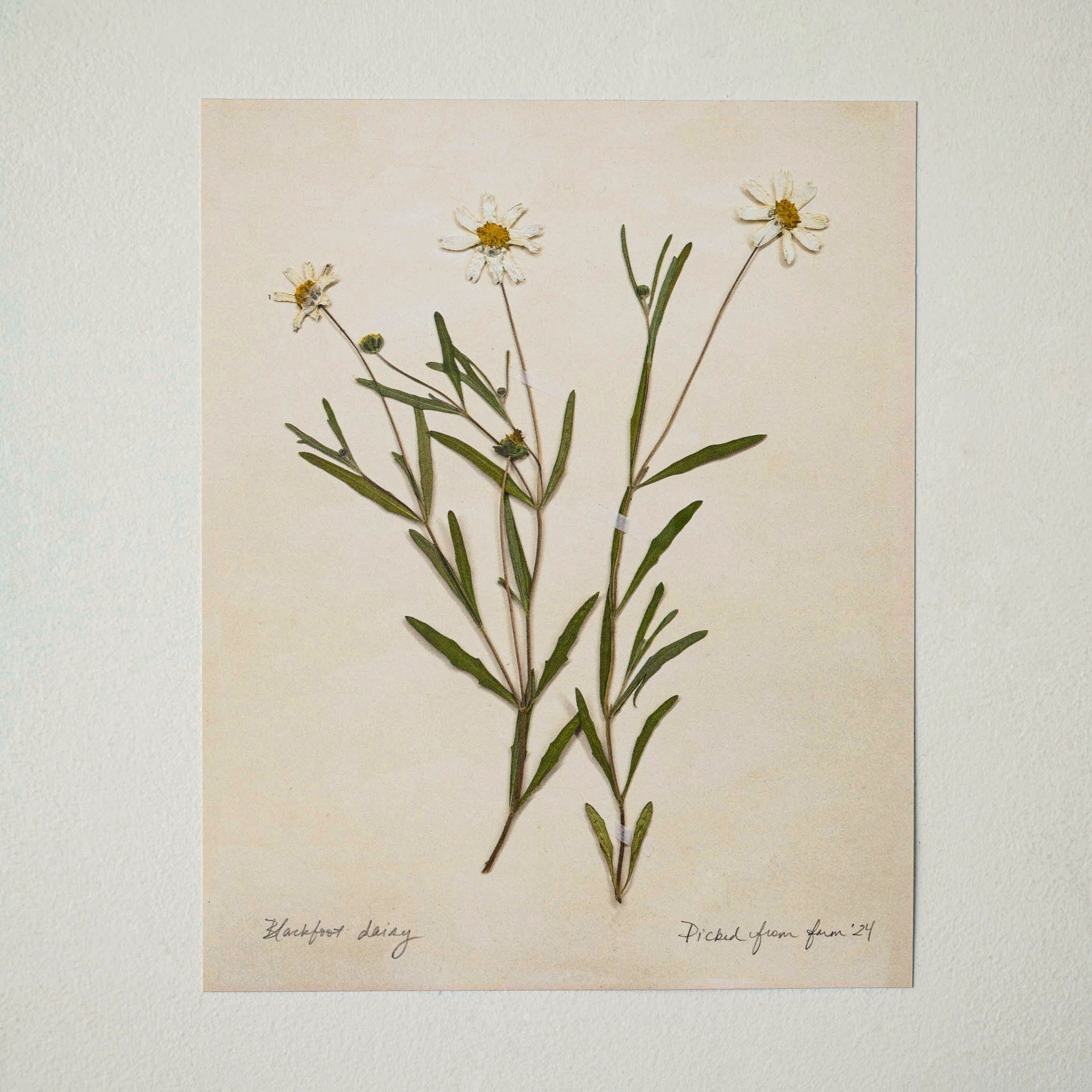 Jo's Hand Pressed Herbarium Prints - Blackfoot Daisy '24