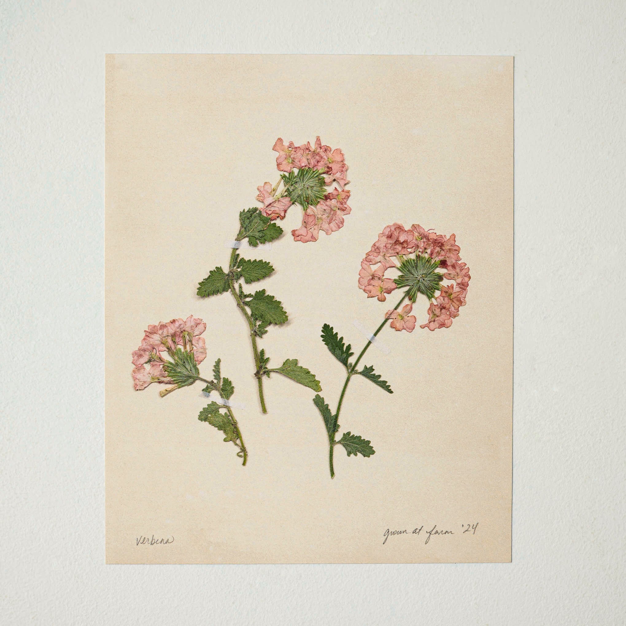 Jo's Hand Pressed Herbarium Prints - Verbena '24