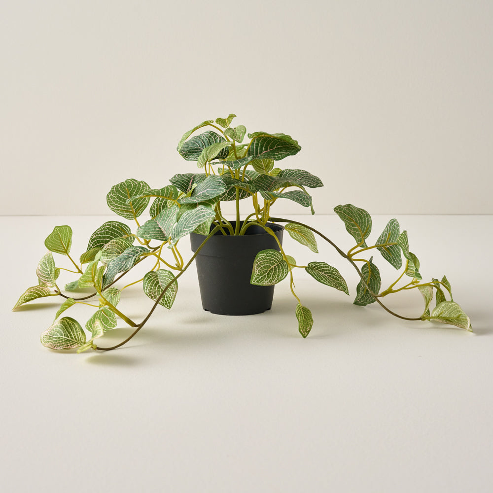 12" Potted Nerve Plant $14.00