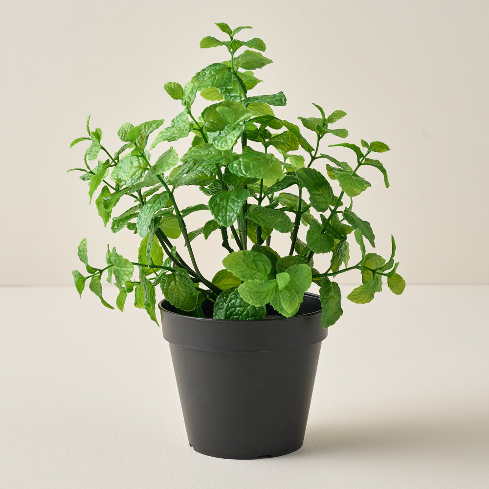 Potted Mint $18.00