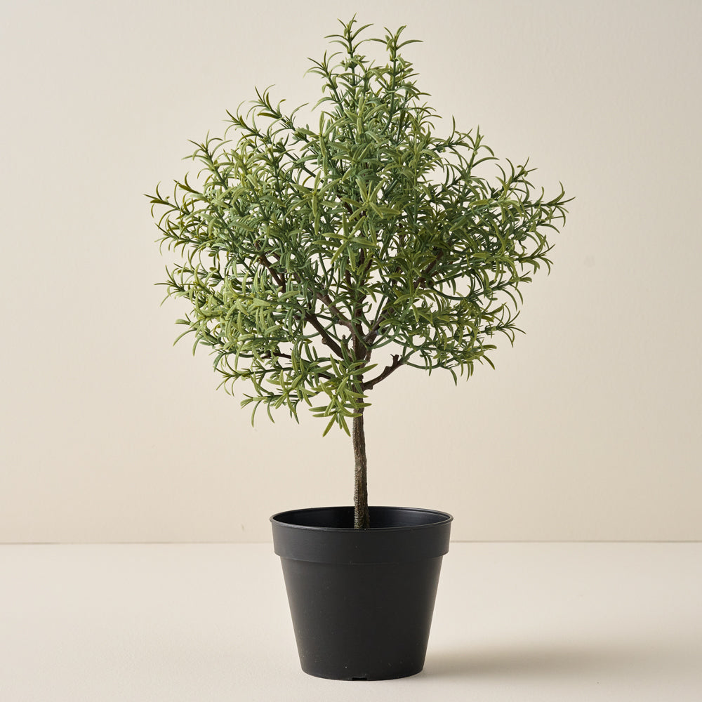 Potted Rosemary $20.00