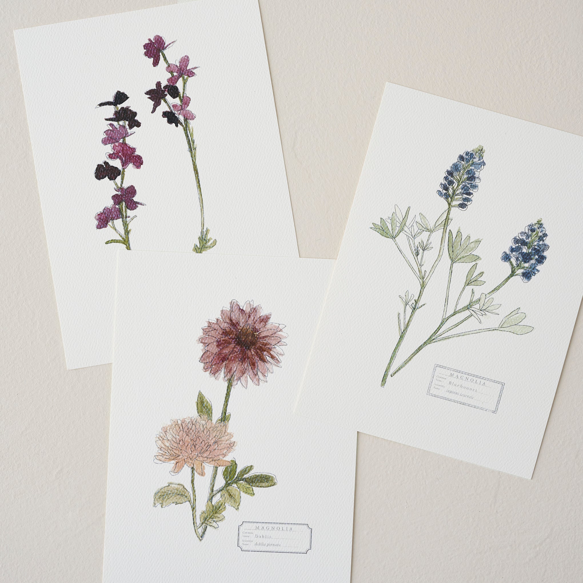 Magnolia Garden Card Set
