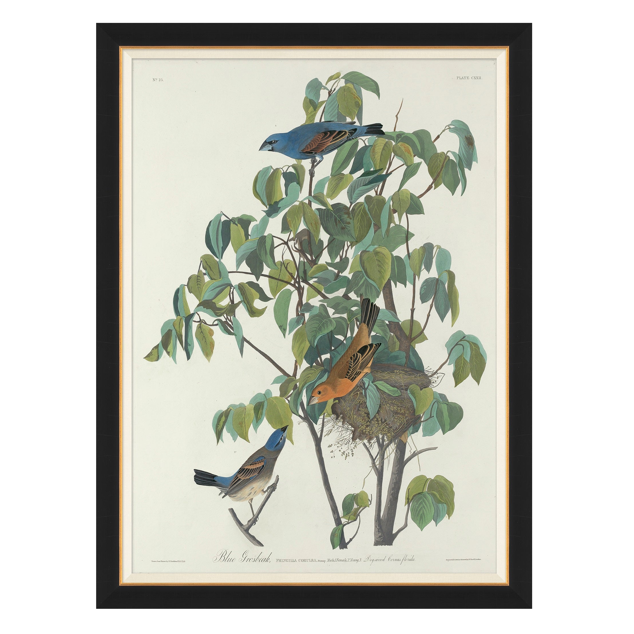 Blue Grosbeak $498.00