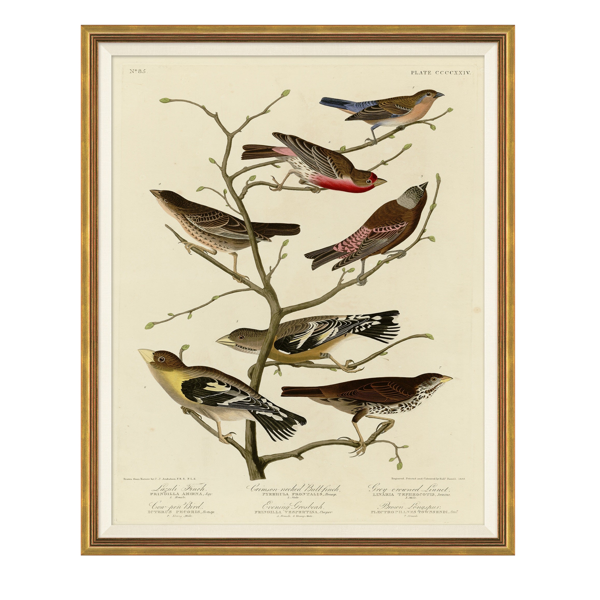 framed wall art called Finches on Branches features six finch varieties lining a tree branch