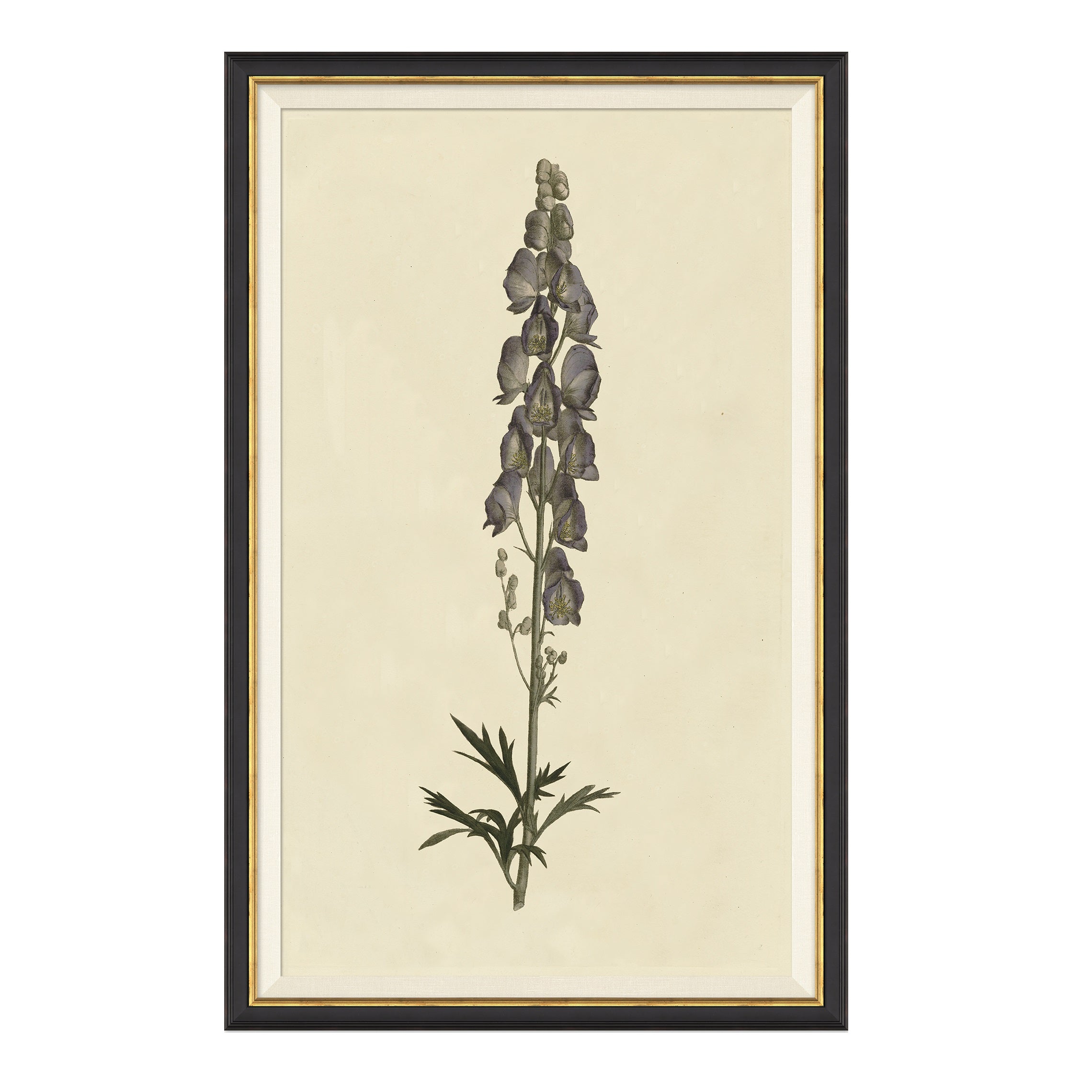 Framed wall art called Vintage Botanical Study II