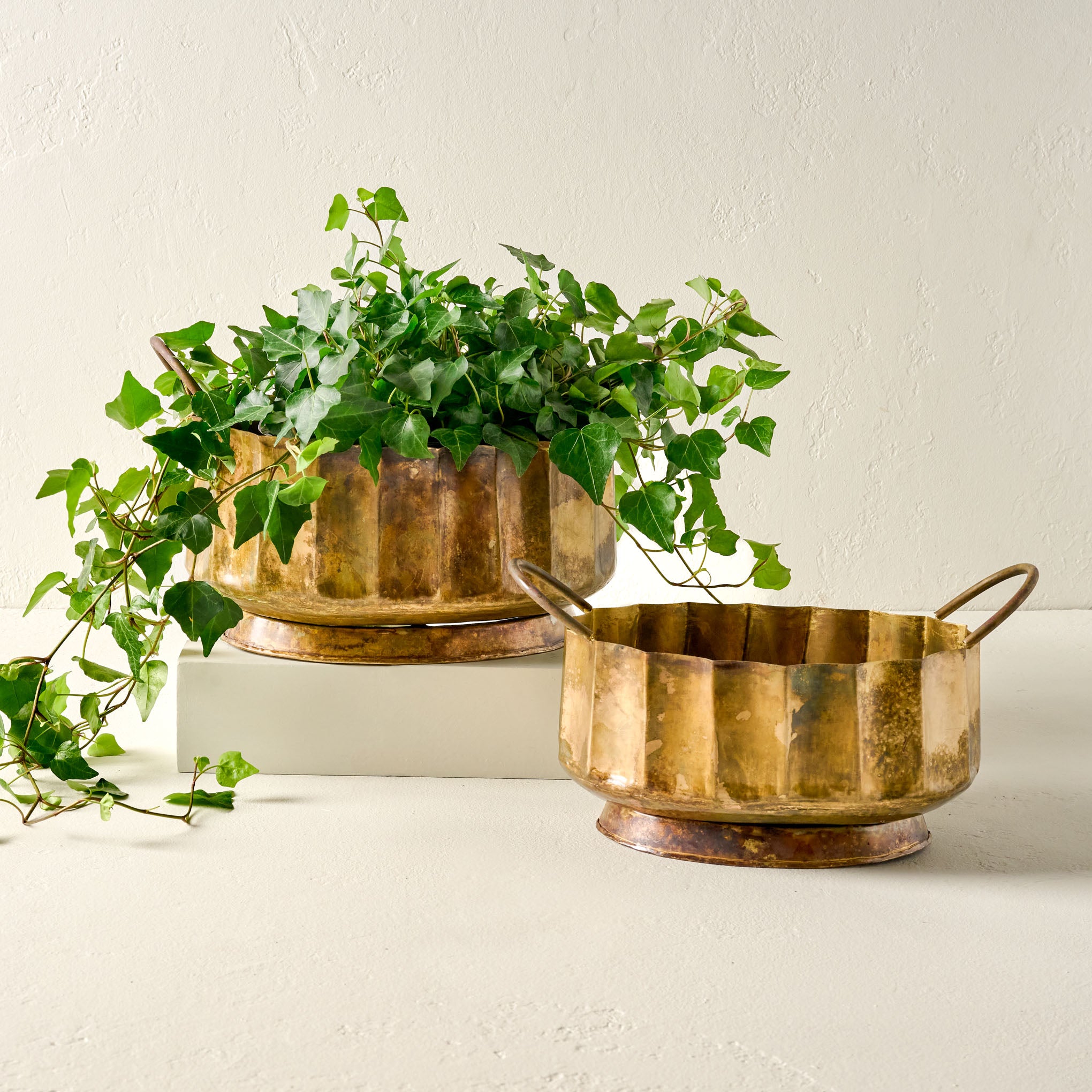 Small and Large Antique Brass Planter with Handles shown holding plant