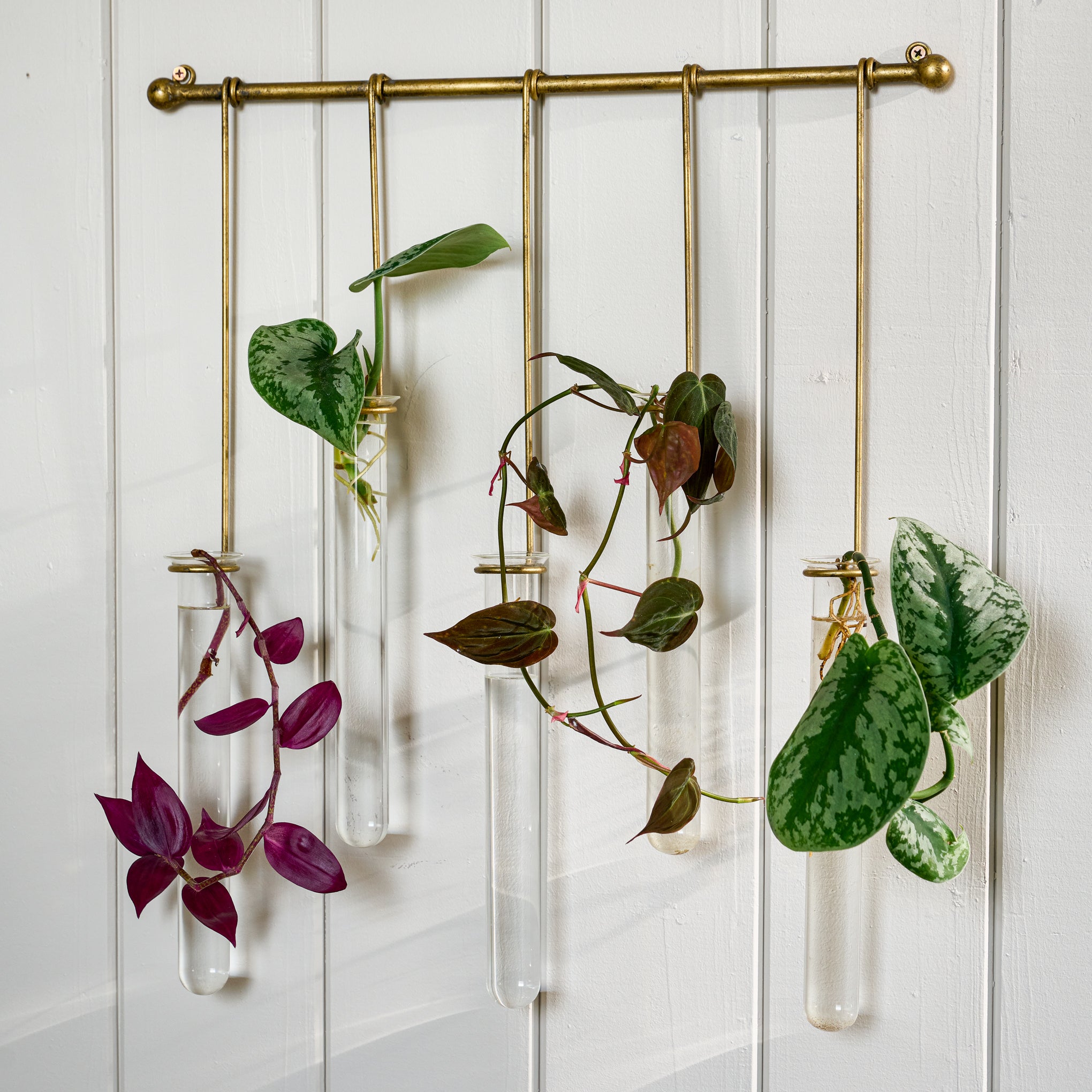 Lila Hanging Glass Wall Vase- Antique Brass, with plants shown $58.00