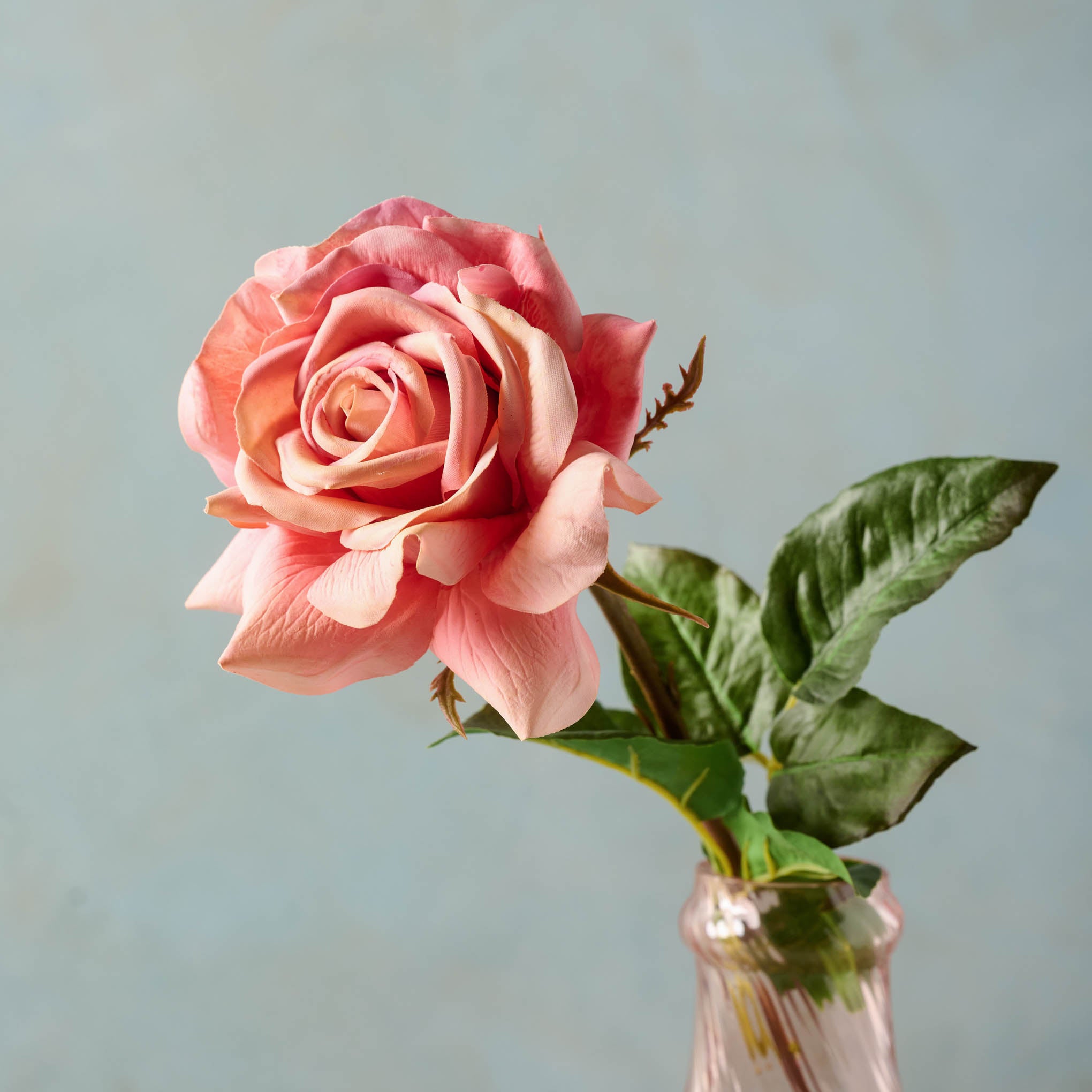 close up of Dutchess Rose in pink