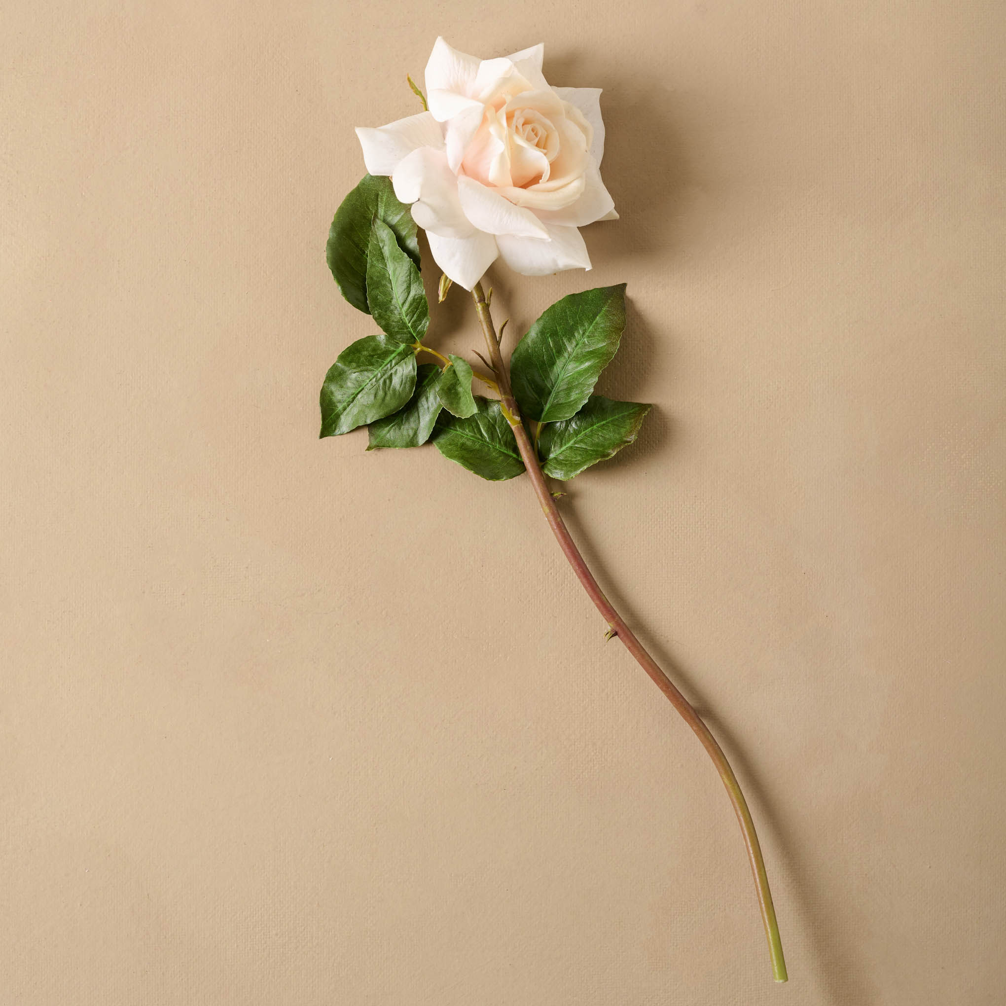 dutchess rose against a beige background On sale for $14.99, discounted from $30.00