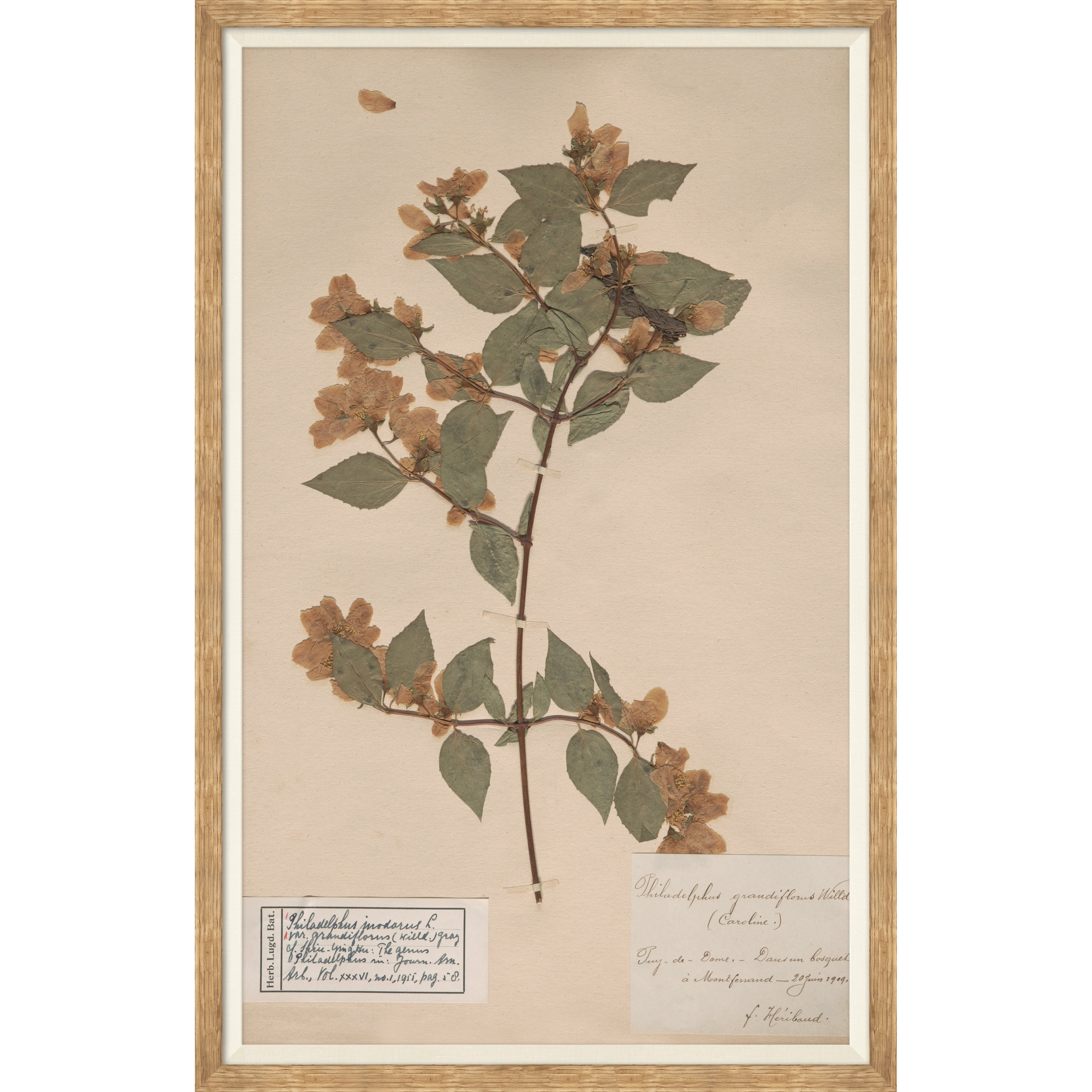 herbarium specimen botanical wall art for magnolia $328.00