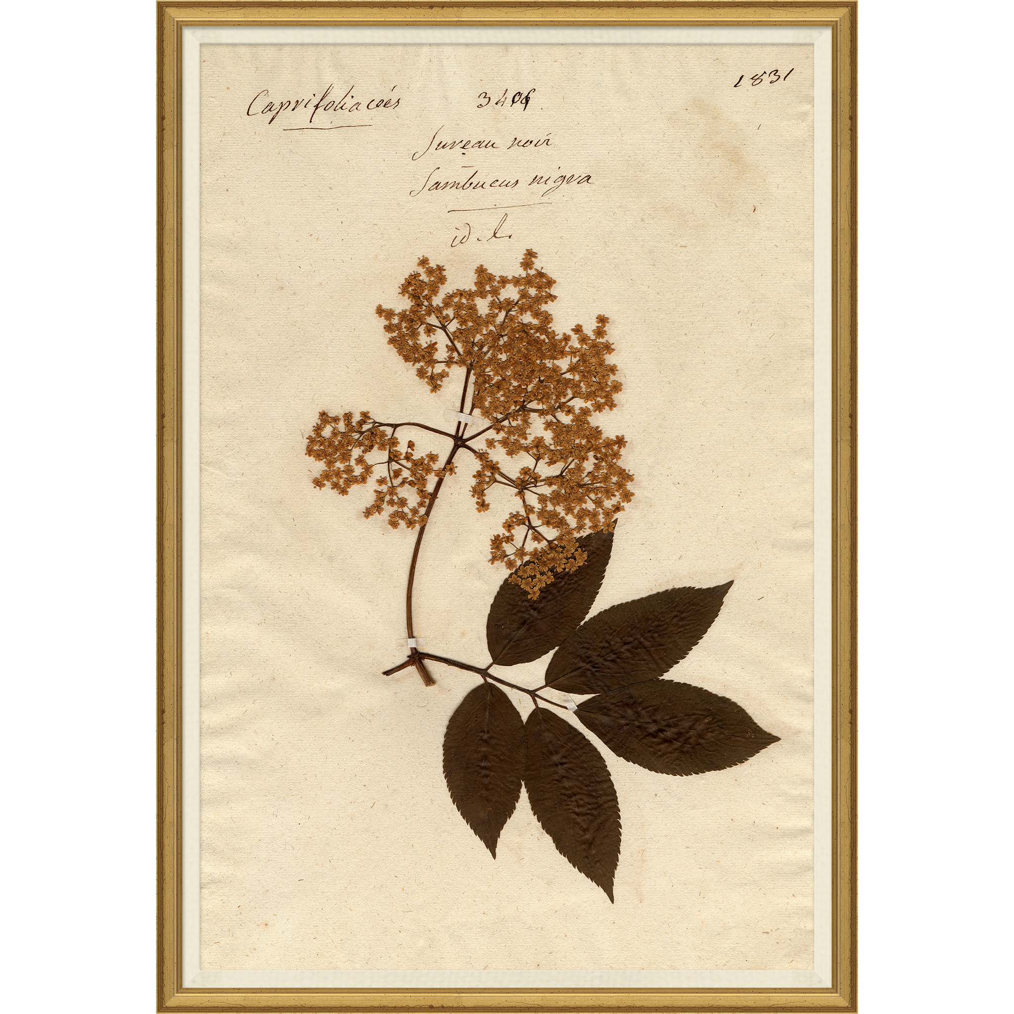 framed wall art print of preserved plants in wooden frame $316.00
