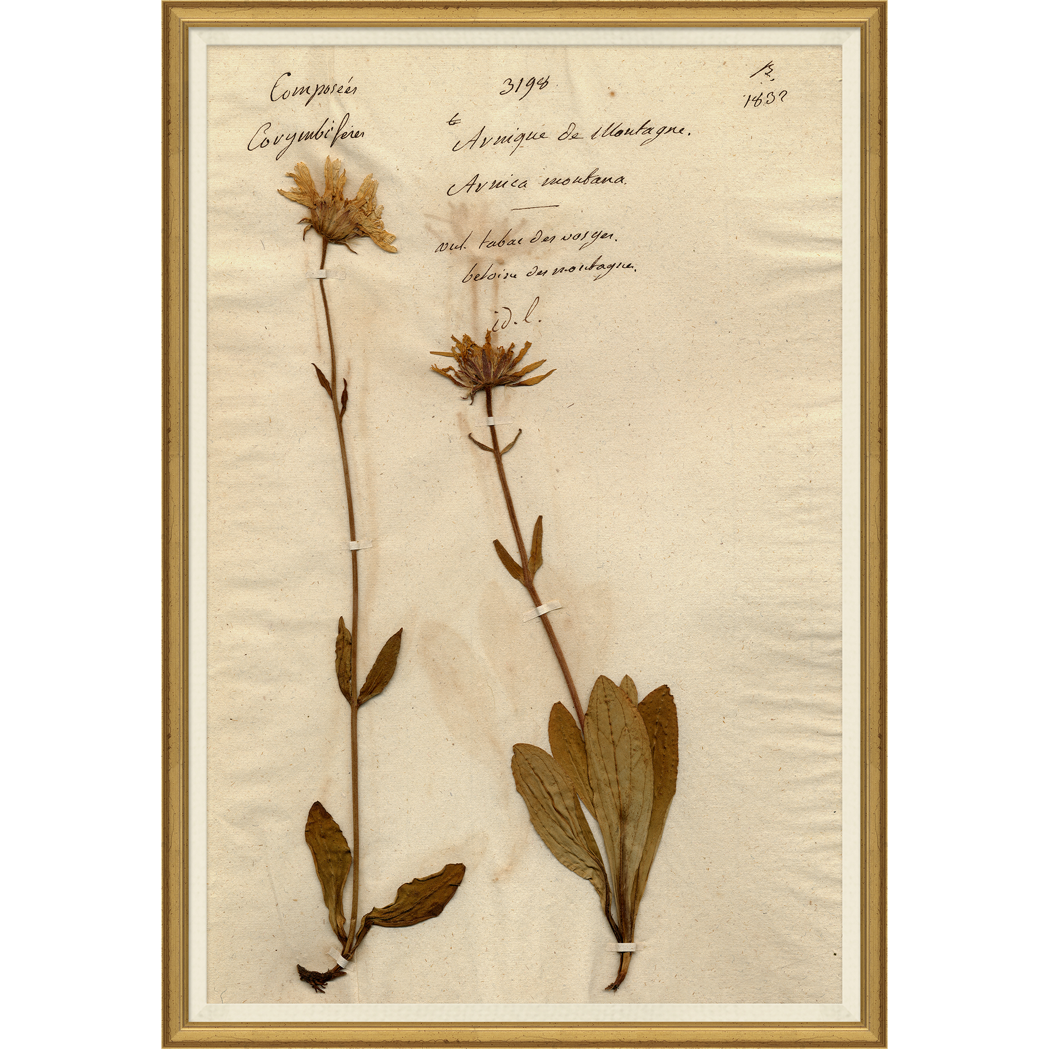 framed wall art print of preserved plants in wooden frame
