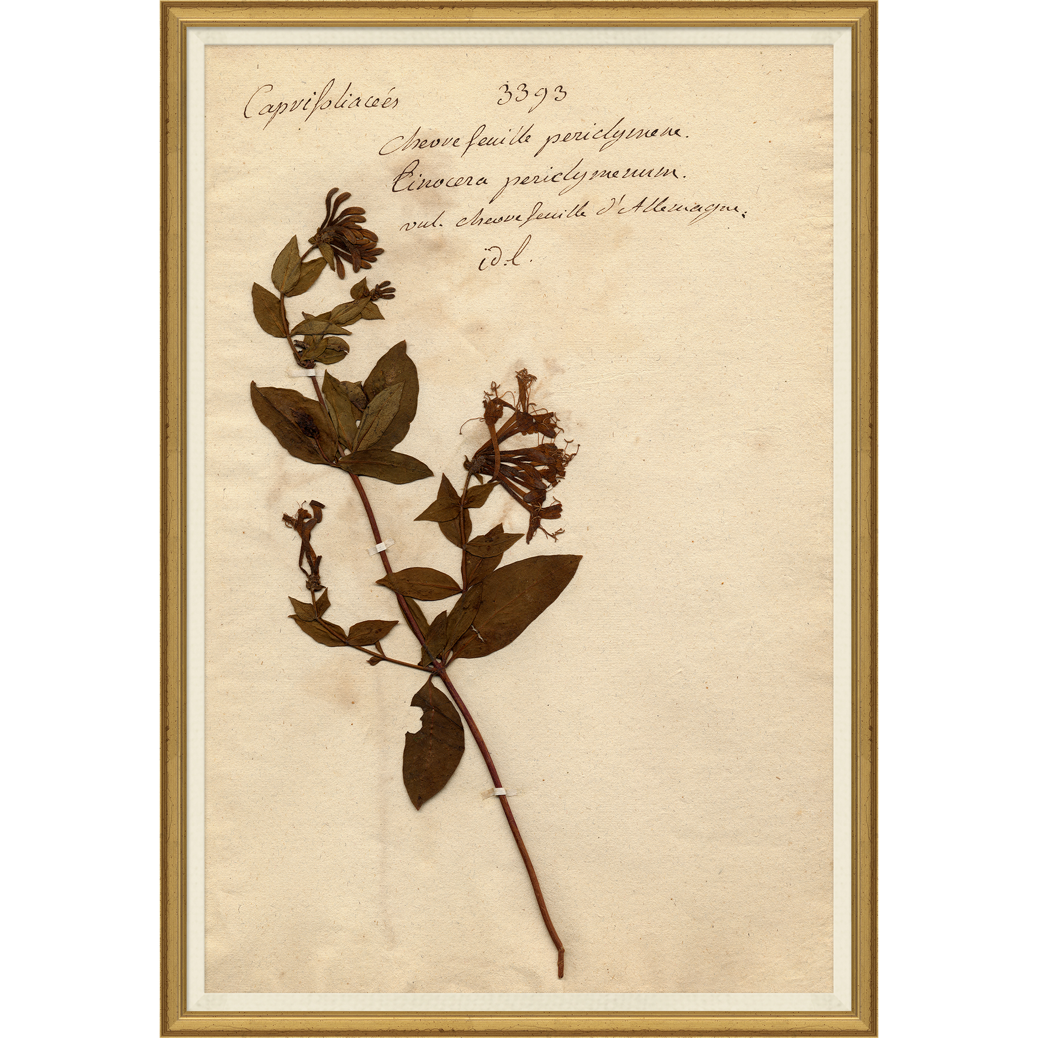 framed wall art print of preserved plants in wooden frame