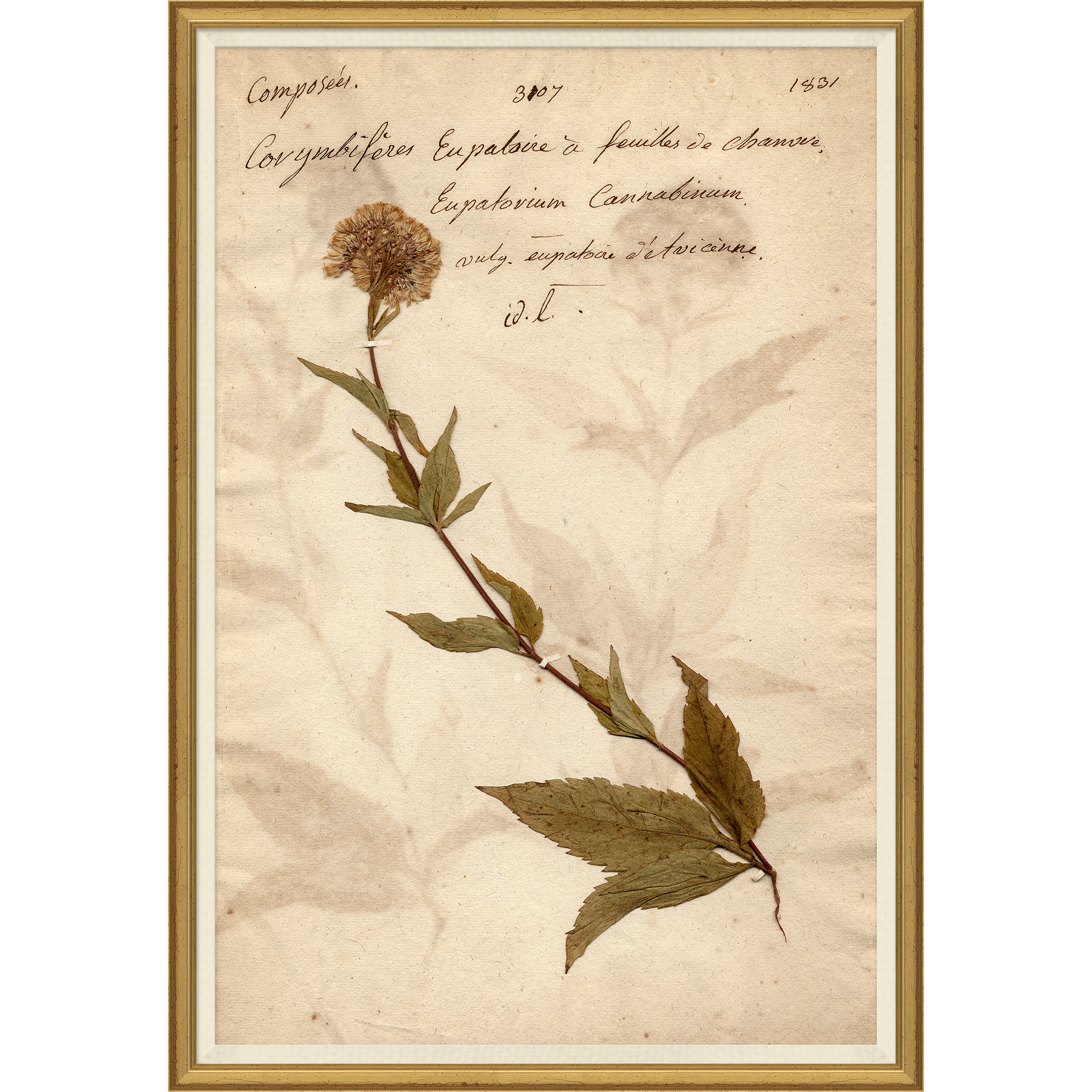 framed wall art print of preserved plants in wooden frame