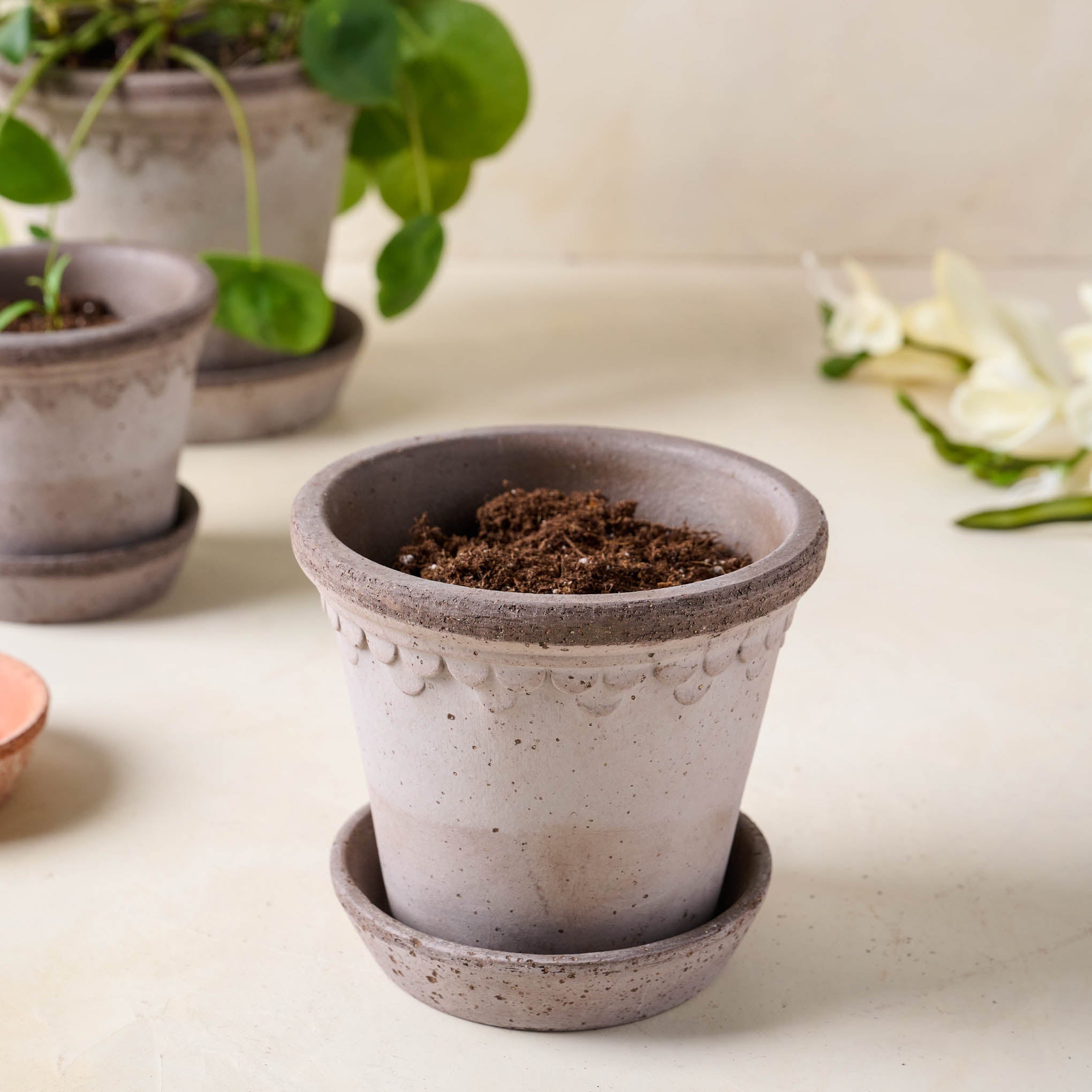 Grey Bergs Pot medium size with soil inside