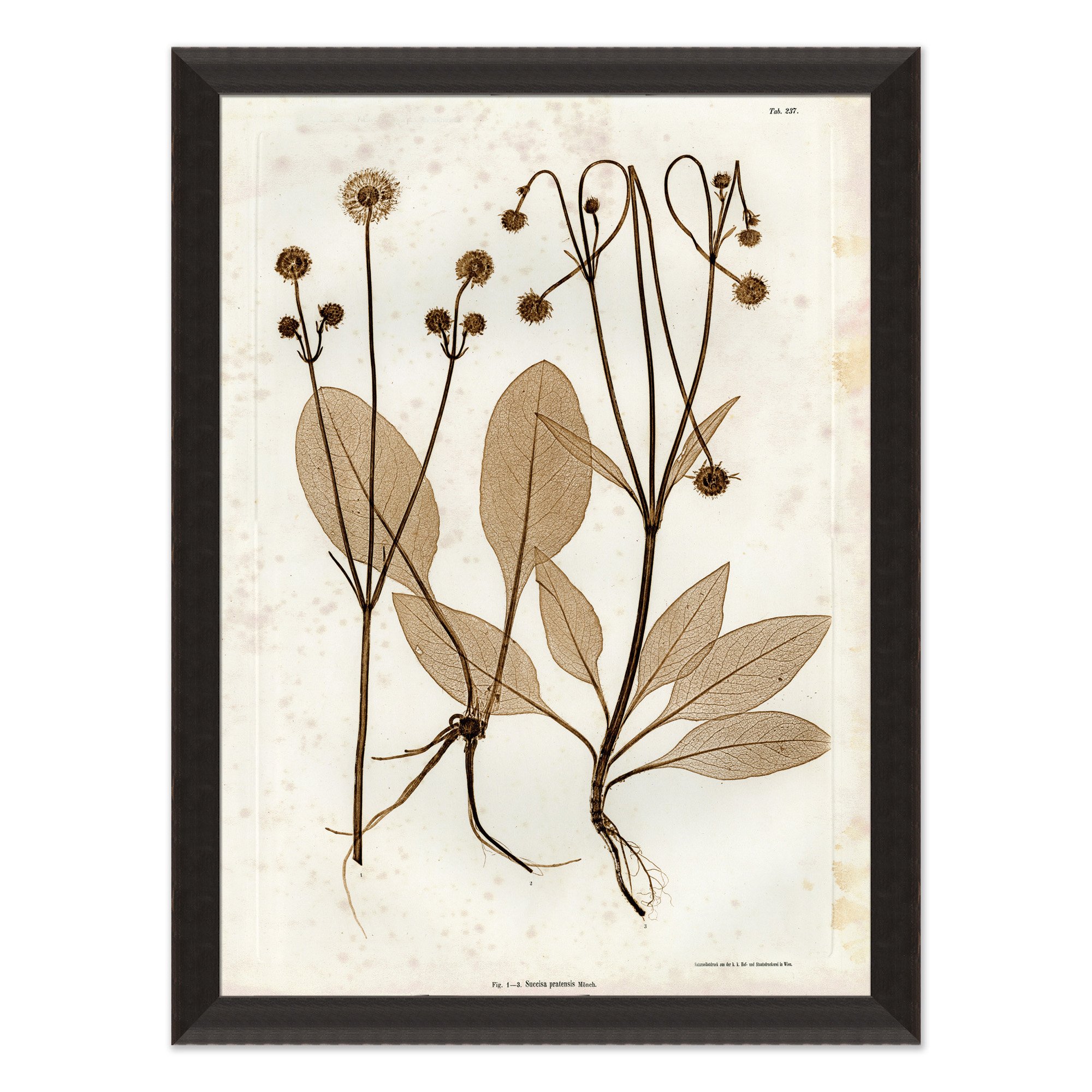 art print of preserved plants in wooden frame