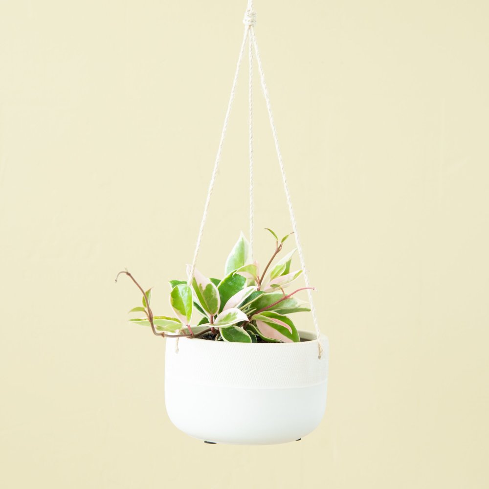 Shop Live Hoya Plant from Magnolia Home on Openhaus