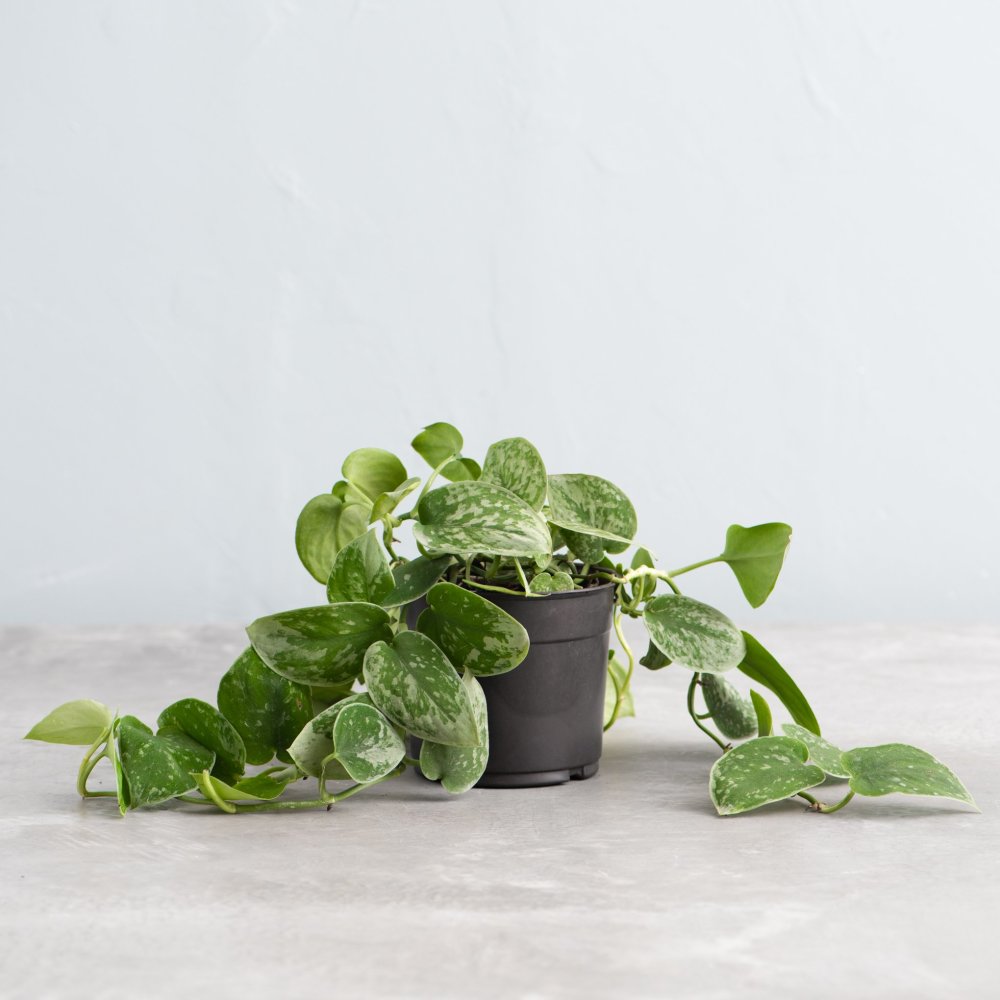 Shop Live Silvery Ann Pothos from Magnolia Market on Openhaus