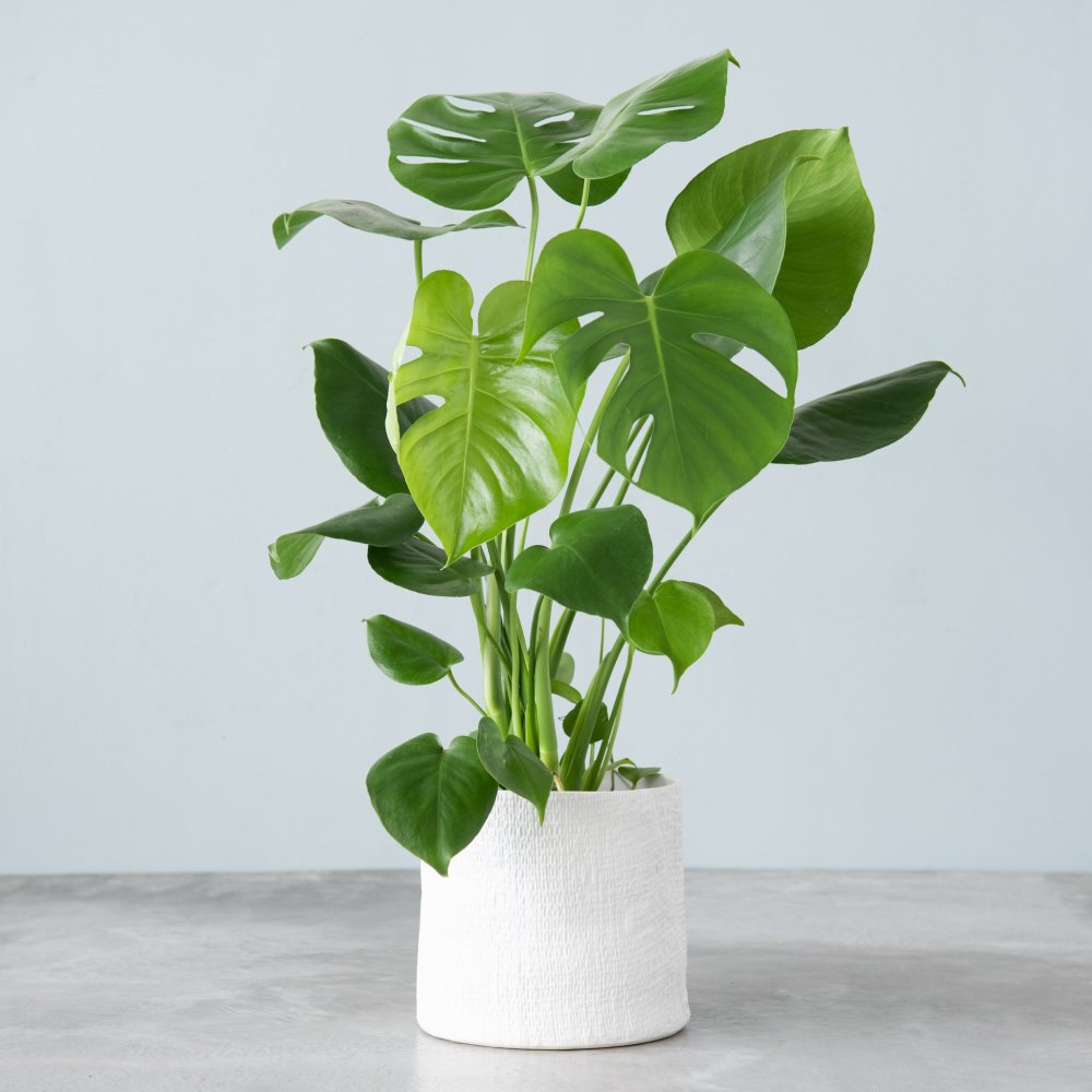 Shop Live Monstera Philodendron from Magnolia Market on Openhaus