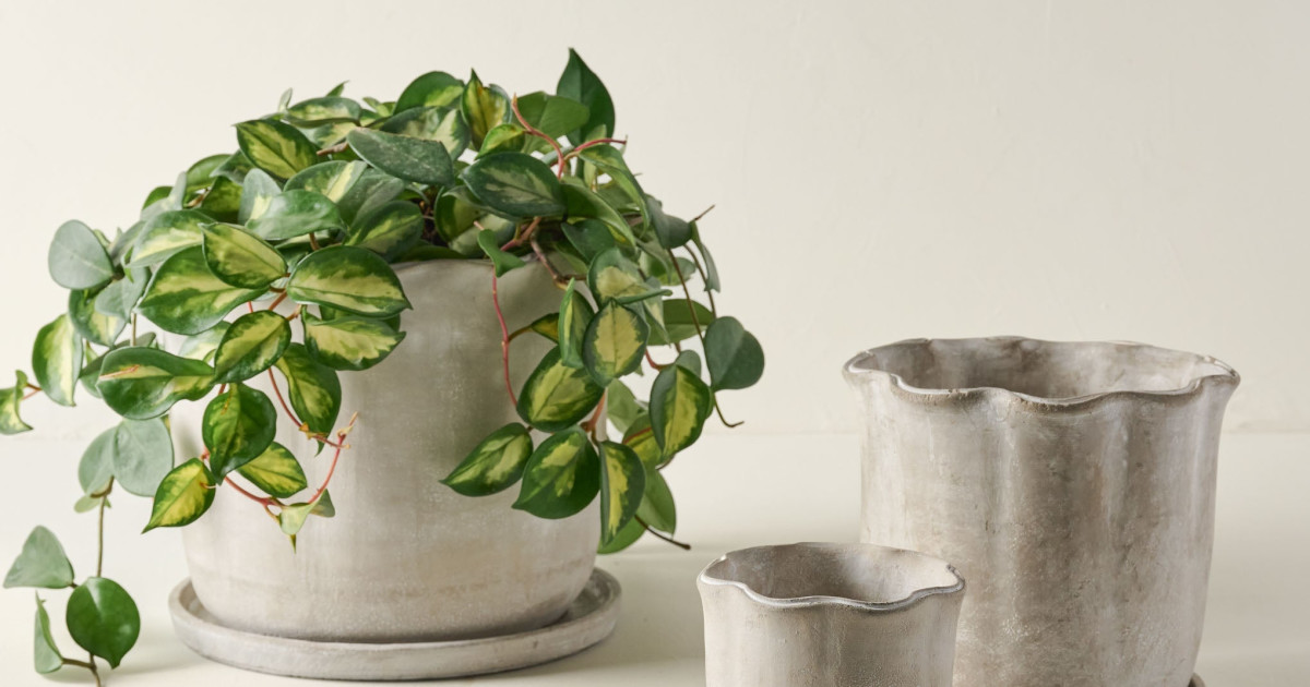 Alice Scalloped Cement Planter Large