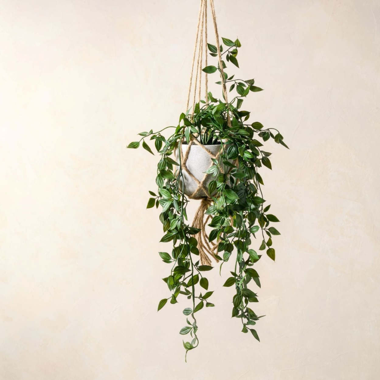 Toevoeging Adolescent Wind Hanging Plant with Cement Pot - Magnolia